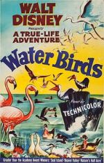 Watch Water Birds (Short 1952) FMoviesFree