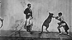 Watch The Boxing Kangaroo (Short 1896) FMoviesFree