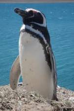 Watch National Geographic Wild Chronicles: Penguins FMoviesFree