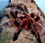 Watch Spidermania (TV Special 2002) FMoviesFree