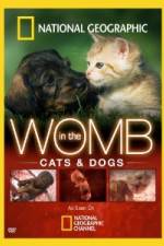 Watch National Geographic In The Womb  Cats FMoviesFree