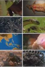 Watch National Geographic Wild : Deadliest Animals Asia Pacific FMoviesFree