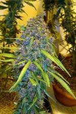 Watch Marijuana: Its Time for a Conversation FMoviesFree