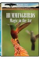 Watch Hummingbirds Magic in the Air FMoviesFree