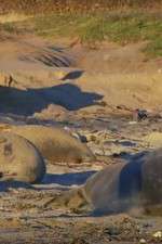 Watch Supergiant Animals FMoviesFree