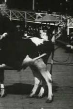 Watch Rube and Mandy at Coney Island FMoviesFree