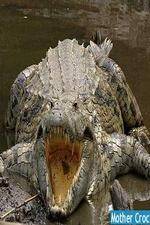 Watch National Geographic Mother Croc FMoviesFree