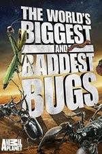 Watch Worlds Biggest and Baddest Bugs FMoviesFree