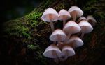 Watch Fungi: The Web of Life FMoviesFree