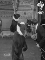 Watch Trained Bears FMoviesFree