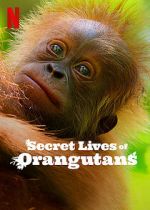 Watch Secret Lives of Orangutans FMoviesFree