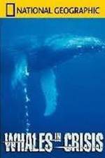 Watch National Geographic: Whales in Crisis FMoviesFree