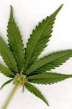 Watch Aphrodisiac! The Sexual Secret Of Marijuana FMoviesFree