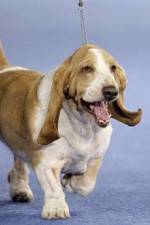 Watch Pedigree Dogs Exposed FMoviesFree