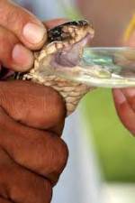 Watch History Channel Evolve:  Venom FMoviesFree