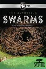 Watch Nature The Gathering Swarms FMoviesFree