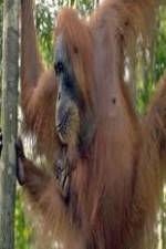 Watch Refugees Of The Lost Rainforest FMoviesFree