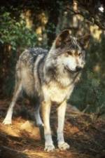 Watch National Geographic Wild - Inside the Wolf Pack FMoviesFree