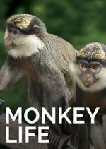 Watch Monkey Life FMoviesFree
