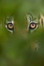 Watch Deadly Instincts FMoviesFree