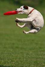 Watch Dogs 101: New Tricks FMoviesFree