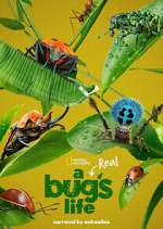 Watch A Real Bug's Life FMoviesFree