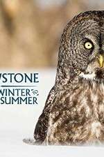 Watch Yellowstone Wildest Winter to Blazing Summer FMoviesFree