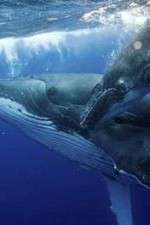 Watch Big Blue Live FMoviesFree