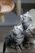 Watch The Secret Life of Kittens FMoviesFree