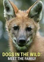 Watch Dogs in the Wild: Meet the Family FMoviesFree