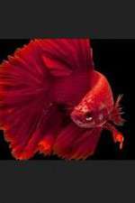 Watch Thailand: Earth's Tropical Paradise FMoviesFree