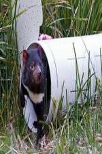 Watch Aussie Animal Island FMoviesFree