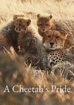 Watch A Cheetah\'s Pride FMoviesFree