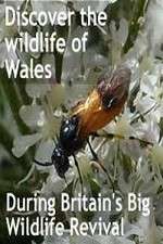 Watch Britain's Big Wildlife Revival FMoviesFree