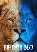 Watch Big Cats 24/7 FMoviesFree