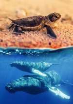 Watch Australia\'s Wild Moments FMoviesFree