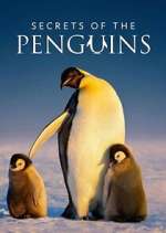 Watch Secrets of the Penguins FMoviesFree
