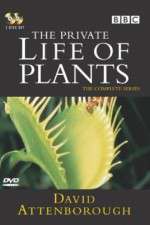 Watch The Private Life of Plants FMoviesFree