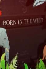 Watch Born In The Wild FMoviesFree