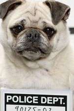 Watch Secret Life of Dogs FMoviesFree