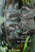 Watch Insect Dissection How Insects Work FMoviesFree