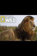 Watch Animal ER Live FMoviesFree