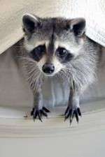 Watch Ingenious Animals FMoviesFree