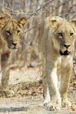 Watch Lion Country: Night and Day FMoviesFree