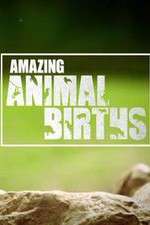Watch Amazing Animal Births FMoviesFree