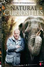 Watch Natural Curiosities FMoviesFree