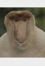 Watch Wildest Islands of Indonesia FMoviesFree